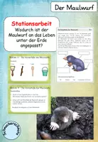 Vorschau - Unterrichtsreihen - Der Maulwurf - Stationsarbeit - Anpassung an den Lebensraum - Deckblatt