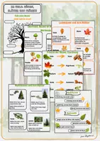 Vorschau - Stationenlernen - Wald: Laub- und Nadelbäume erkennen – Blätter, Früchte & Baumteile, Klasse 3 - Seite 1