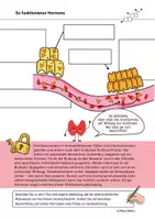 Vorschau - Arbeitsblätter - Grundprinzip Hormonwirkung Hormone Neurobiologie - Seite 1