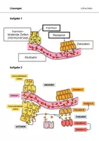 Vorschau - Arbeitsblätter - Grundprinzip Hormonwirkung Hormone Neurobiologie - Seite 2