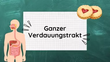 Vorschau - Stundenentwürfe - PPT & Stundenentwurf: Ganzer Verdauungstrakt inkl Spiele & Lösungen - Vom Biss zur Power Teil 8 - Biologie - Seite 2