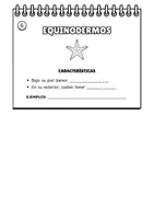 Vista previa - Hojas de trabajo - CUADERNO GRUPOS DE ANIMALES INVERTEBRADOS - página 3
