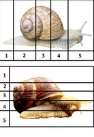 Vorschau - Spiele - Puzzle: Weinbergschnecke (2-10 Teile, editierbar) - Seite 3