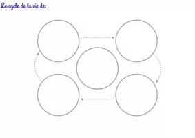 Aperçu - Jeux - LES CYCLES DE VIES - Page 2