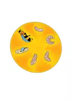 Vorschau - Mal- und Bastelvorlagen - Drehscheibe - Lebenszyklus der Biene SW/FARBE - Seite 2