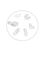 Vorschau - Mal- und Bastelvorlagen - Drehscheibe - Lebenszyklus der Biene SW/FARBE - Seite 3