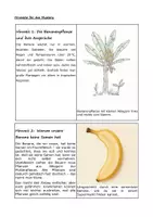 Vorschau - Arbeitsblätter - Mystery – Haben wir bald keine Bananen mehr? - Seite 2