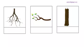 anteprima - Esercizi - Gioca e Impara: Le parti dell'Albero! - Pagina di copertina