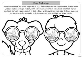 Vorschau - Unterrichtsreihen - Hunde: Die Sinne des Hundes (Arbeitsblätter & Tafelmaterial) - Seite 2