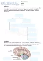 Vorschau - Arbeitsblätter - Kurzkontrolle + Lösungen: Nervensystem/ Encephalon - Deckblatt
