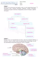 Vorschau - Arbeitsblätter - Kurzkontrolle + Lösungen: Nervensystem/ Encephalon - Seite 2