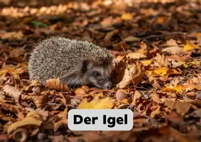 Vorschau - Anderer Materialtyp - Tiere im Winter - Wissenskartei Igel - Seite 1