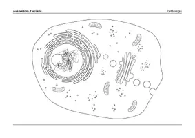 Vorschau - Mal- und Bastelvorlagen - Tierzelle – Ausmalbild mit differenzierten Aufgabenformaten - Seite 1