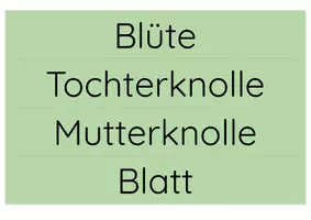 Vorschau - Poster - Tafelmaterial Kartoffel - Seite 2