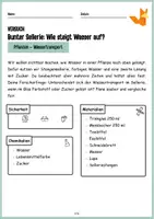 Vorschau - Arbeitsblätter - Wie trinken Pflanzen? Wassertransport Experiment Sellerie - Seite 2