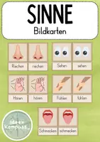 Vorschau - Bildkarten - Bildkarten: Unsere fünf Sinne - Deckblatt