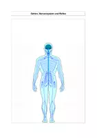 Vorschau - Stundenentwürfe - Gehirn, Reflex und Nervensystem - Seite 1