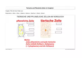 Vorschau - Stundenentwürfe - Zellarten und ihre Aufgaben - Seite 2