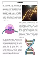 Vorschau - Arbeitsblätter - Die Codesonne Anwendungsaufgaben: Codons, DNA, RNA, Protein - Seite 1