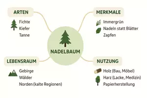 Vorschau - Arbeitsblätter - Arbeitsblatt "Nadelbaum" + Onlineübung & MP3 + Mindmap + Infografik - Seite 3