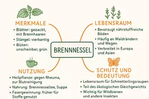 Vorschau - Arbeitsblätter - AB mit Fragen zum Thema "Brennnesseln" + Lösungsblatt + Mindmap + Infografik - Seite 2