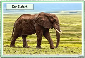 Vorschau - Poster - Miniposter/Tafelmaterial - Elefanten - Seite 3