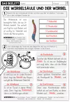 Vorschau - Arbeitsblätter - Wirbelsäule – Aufbau & Wirbel kennenlernen | Skelett-Arbeitsblatt 4.–5. Klasse - Seite 2