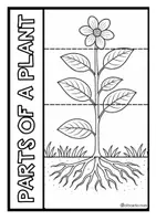 Aperçu - Matériel pour travaux manuels / dessin - Les Plantes - Page 1