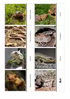 Aperçu - Jeux - Animaux et plantes : Jeux avec des cartes images - Page 1