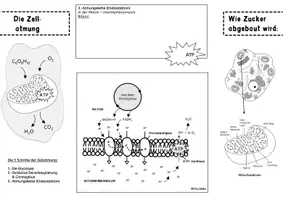 Vorschau - Mal- und Bastelvorlagen - Materialpaket Minihefte Stoffwechsel Zellatmung Fotosynthese - Seite 1