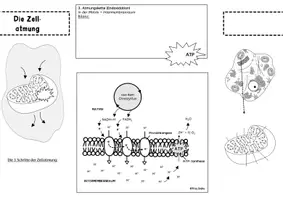 Vorschau - Mal- und Bastelvorlagen - Materialpaket Minihefte Stoffwechsel Zellatmung Fotosynthese - Seite 2
