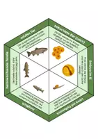 Vorschau - Spiele - Entwicklung der Fische Legekreis - Biomino - Seite 1