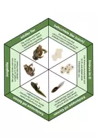 Vorschau - Spiele - Entwicklung der Amphibien Legekreis- Biomino - Seite 1