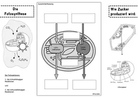 Vorschau - Arbeitsblätter - Flipbook Fotosynthese Biochemie Stoffwechsel Lichtreaktionen - Seite 1