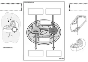 Vorschau - Arbeitsblätter - Flipbook Fotosynthese Biochemie Stoffwechsel Lichtreaktionen - Seite 2