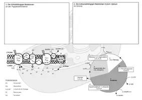 Vorschau - Arbeitsblätter - Flipbook Fotosynthese Biochemie Stoffwechsel Lichtreaktionen - Seite 3