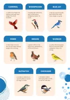 Vorschau - Poster - Waldtiere Knowledge Flashcards: Vögel, Säugetiere, Reptilien - Seite 3