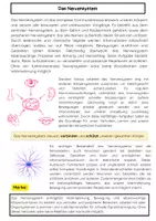 Vorschau - Arbeitsblätter - Nervensystem Materialpaket: Rückenmark, Sinne & Gehirn - Seite 2
