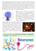 Vorschau - Arbeitsblätter - Nervensystem Materialpaket: Rückenmark, Sinne & Gehirn - Seite 3