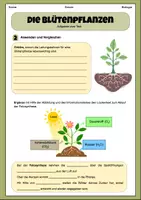 Vorschau - Arbeitsblätter - Blütenpflanzen- Aufbau und Funktion | Unterrichtsreihe "Blütenpflanzen", Biologie 5.-6. Klasse - Seite 3