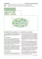 Vorschau - Arbeitsblätter - Fotosynthese - komplettes Arbeitsmaterial zum eigenständigen Erarbeiten - Seite 2