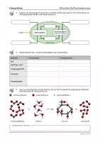 Vorschau - Arbeitsblätter - Fotosynthese - komplettes Arbeitsmaterial zum eigenständigen Erarbeiten - Seite 3