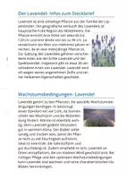 Vorschau - Unterrichtsreihen - Lernwerkstatt -Rund um den Lavendel- - Seite 1