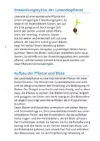 Vorschau - Unterrichtsreihen - Lernwerkstatt -Rund um den Lavendel- - Seite 2