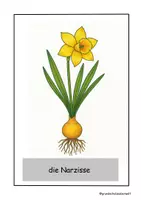 Vorschau - Arbeitsblätter - Frühblüher - Bilderkarten, Ausmalbilder und Zuordnungsarbeitsblatt - Seite 3