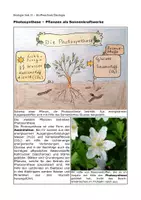Vorschau - Arbeitsblätter - Photosynthese - Sprachsensible Materialien - Seite 1