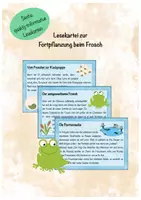 Vorschau - Spiele - Mega-Bundle Fortpflanzung Frosch, Froscharten, Spiel, Arbeitsblätter, Lesekartei, Legekarten, Puzzle usw. - Seite 3