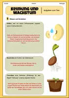 Vorschau - Arbeitsblätter - Keimung und Wachstum | Unterrichtsreihe "Blütenpflanzen", Biologie 5.-6. Klasse - Seite 2