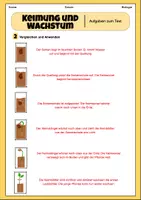 Vorschau - Arbeitsblätter - Keimung und Wachstum | Unterrichtsreihe "Blütenpflanzen", Biologie 5.-6. Klasse - Seite 3