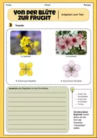 Vorschau - Arbeitsblätter - Von der Blüte zur Frucht (Bestäubung & Befruchtung) | Unterrichtsreihe "Blütenpflanzen", Biologie, 5.-6. Klasse - Seite 3